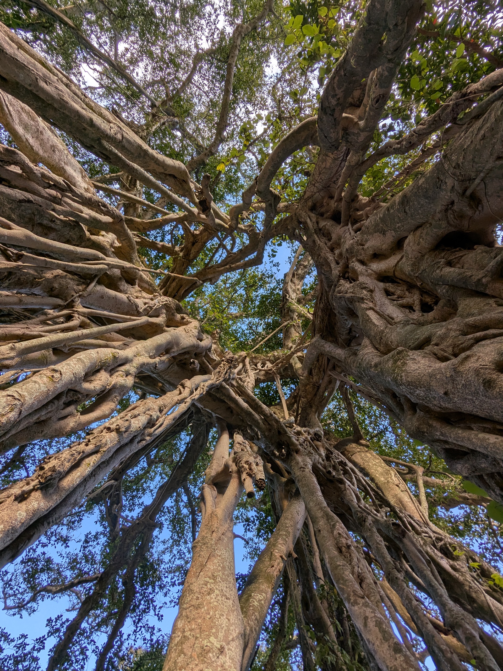 屋久島チャレンジ！